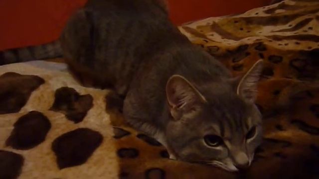 кот шпилит плет