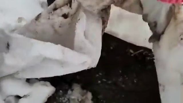 Зимовка Роз под спанбондом. смотреть онлайн