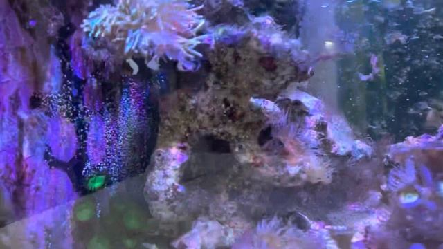 Морской аквариум. Борьба с водорослями. Часть 2. смотреть онлайн