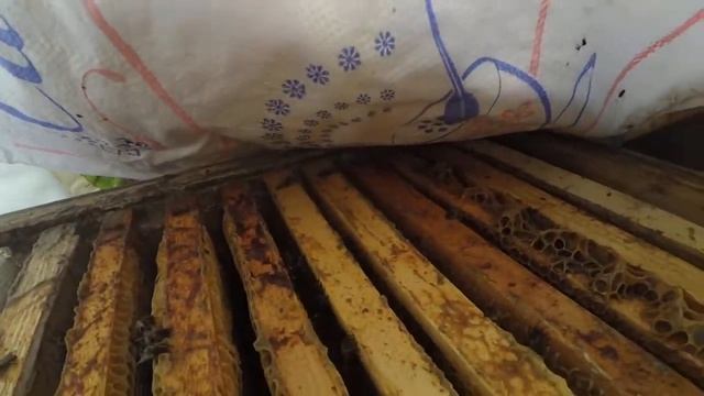 У кого клещ и понос, а у меня снова крыша едет. смотреть онлайн