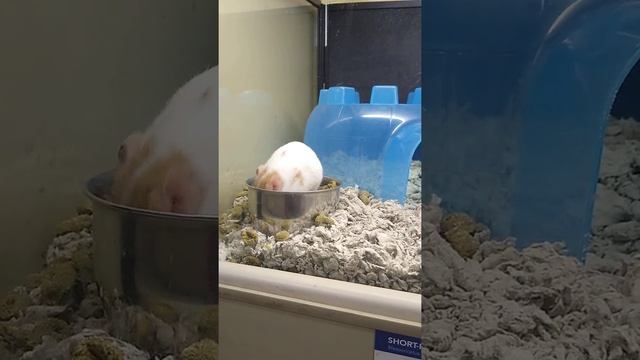 Ratata después del 24y 31 la dieta🤣🤣 смотреть онлайн