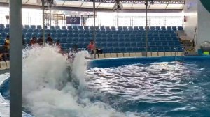 Pattaya Dolphinarium - новый туристический аттракцион в Паттайе. Дельфинарий, шоу дельфинов