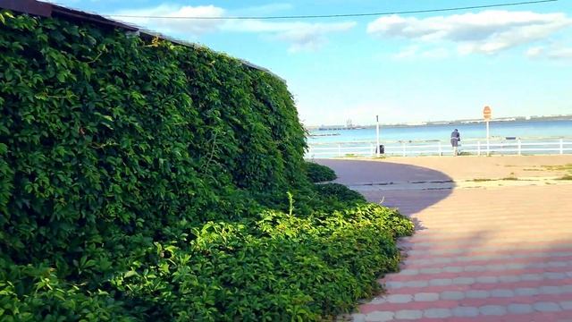 Обское море и свиньи среди отдыхающих 2024год