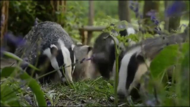 Из дали нам сияет страна