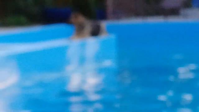 Когда её ждал, а она так и не пришла... 🐕
