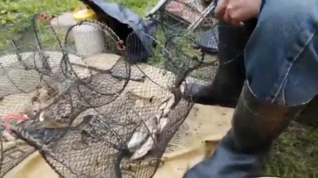 (#182) 16.05.21 Домашняя переработка рыбы! Фазан петух под окном! Жизнь в деревне! (часть4) смотреть онлайн