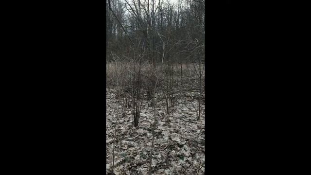 Забытая Дворянская Усадьба смотреть онлайн