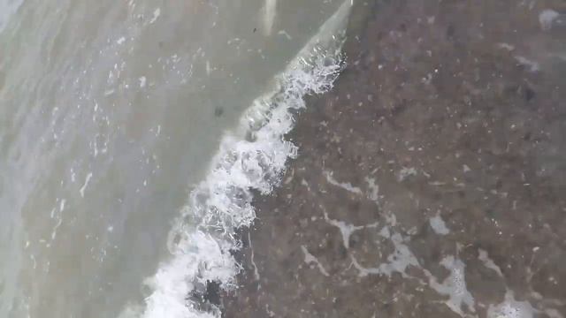 Лосось, кумжа. Отчёты