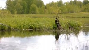 #Ловля #карася на #фидер.