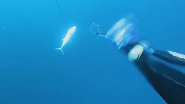 Подводная охота   АВСТРАЛИЯ SPEARFISHING