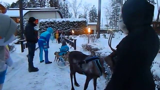 8(965)380-13-11. Катание на оленях в Москве смотреть онлайн