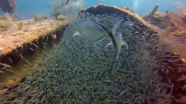 Minnow Bait Ball On The Benwood