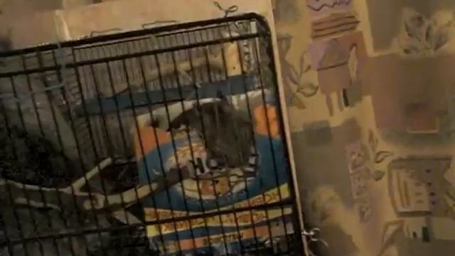 Дегу Аниса проверяет билеты - зайцы не пройдут! смотреть онлайн