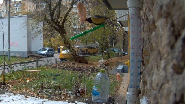 Под окном 2020 окт 21 22 кормушка Синичкин шведский стол смотреть онлайн