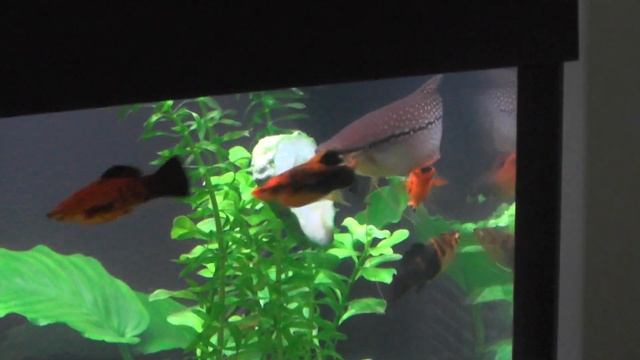 Гурами ест огурец смотреть онлайн