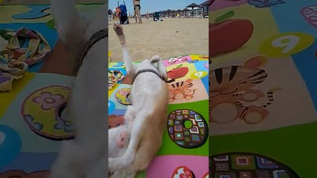 Собачий кайф смотреть онлайн