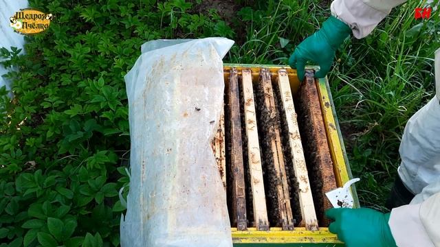 пчеловодство, итог приема маток как подсаживал матки в отводки смотреть онлайн