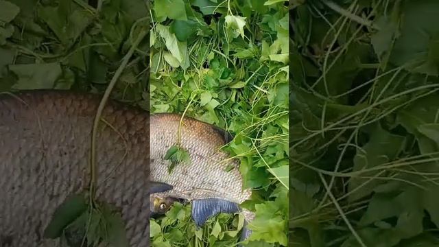 РЫБАЛКА! поймал ЛЕЩА на 5 кг смотреть онлайн