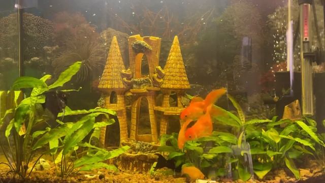 Релакс. Успокаивающее видео. Аквариум.Музыка для сна. Медитация. Relax, dreaming, fish. смотреть онлайн