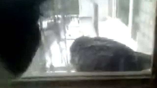 кот первый раз видит голубя (cat sees pigeon for the first time) смотреть онлайн