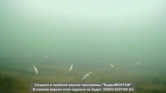 почему рыба не клюёт смотреть онлайн