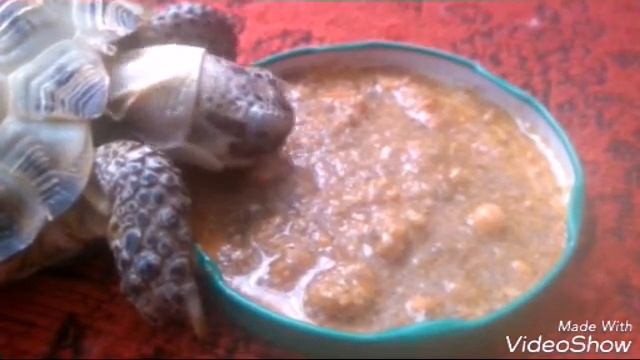 Моя черепаха ест корм:)