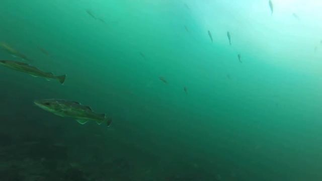 Рыбалка на Сахалине 2019