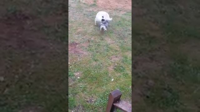 Собаки. Радость! смотреть онлайн