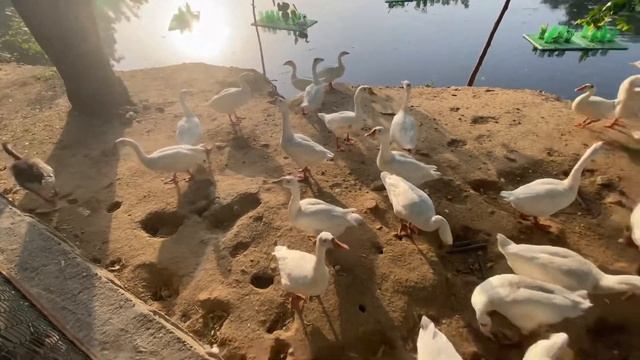 Go pro hero 8 or iphone 11 guess the video shooted from which camera ??ll sanjay van best ❤️ love смотреть онлайн