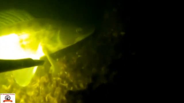 Spearfishing. РУЧНЫЕ СУДАКИ !!! смотреть онлайн