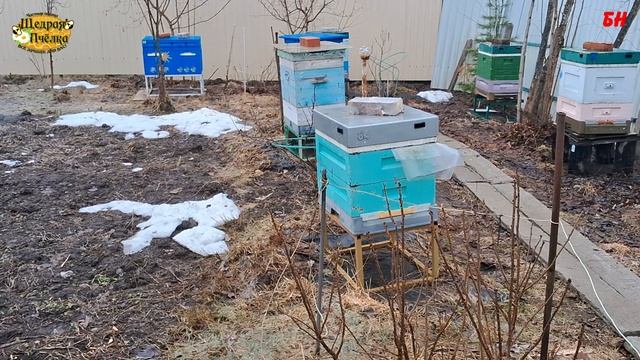 ПЧЕЛОВОДЫ, зачем Вам зимнее пчеловодство !!! смотреть онлайн