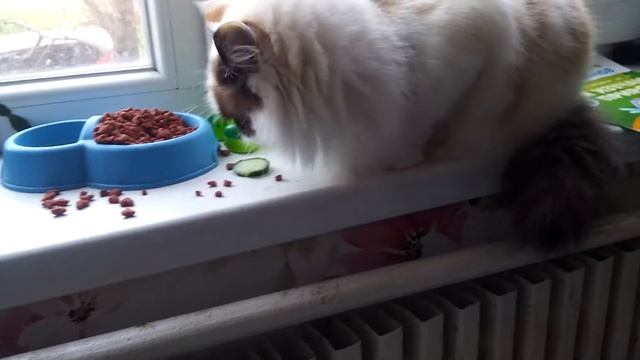 Алиса ест огурец