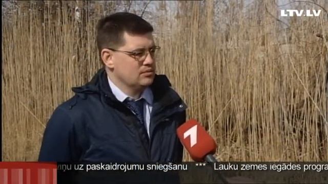 В Латвию с зимовки прилетел ...пеликан