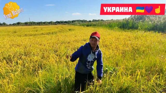 В поисках украинского риса #ПоехалисНоми ЛЕСКИ-уникальная климатическая зона! Путешествуем Автодом