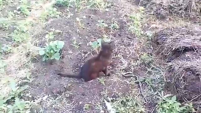 Кот против змеи