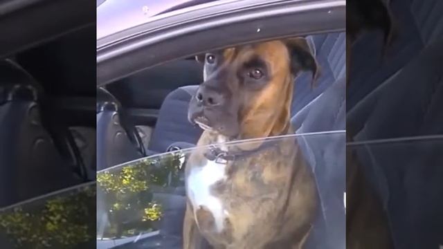 Самое улётное видео YouTube смотреть онлайн