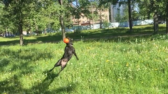 Doglike ball 1.1 смотреть онлайн