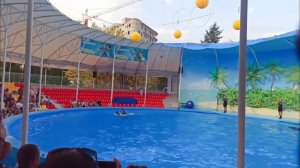 Отдых, Алушта, дельфинарий Немо