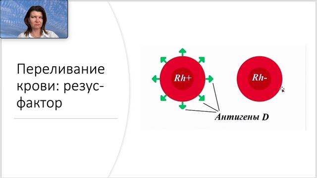 Кровь Форменные элементы - эритроциты, лейкоциты и тромбоциты. смотреть онлайн