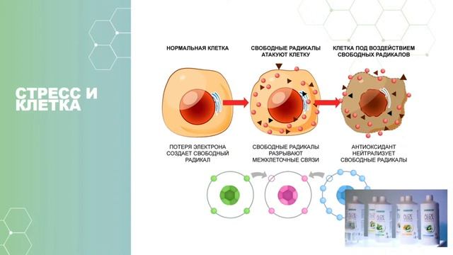 ПИТАНИЕ КЛЕТКИ МАРИЯ БОГАЧУК смотреть онлайн