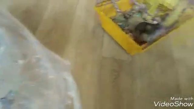 ЧТО НУЖНО ДЛЯ ЗАВЕДЕНИЯ ХОМЯКА??? ЭКСКУРСИЯ ) смотреть онлайн