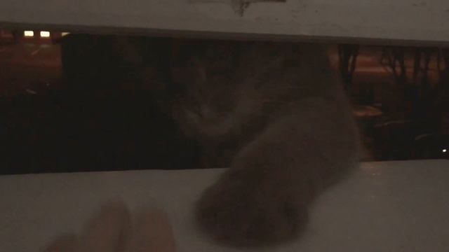 cat tries to get in house through window смотреть онлайн