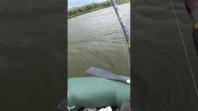 Такую рыбу страшно в руки брать. Первый мой сом. смотреть онлайн