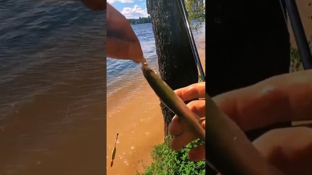 Рыбалка клюет вся белая рыба #санктпетербург #fishing #рыбалка #клюет #2024 #рыбалкаскомфортом #