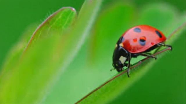 David Garrett - June bug смотреть онлайн