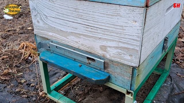 пчеловодство, опять о зимовке и плохих пчелах смотреть онлайн