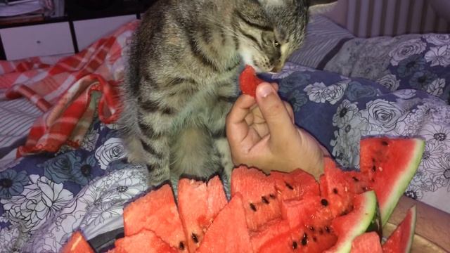 Кошка ест арбуз )
