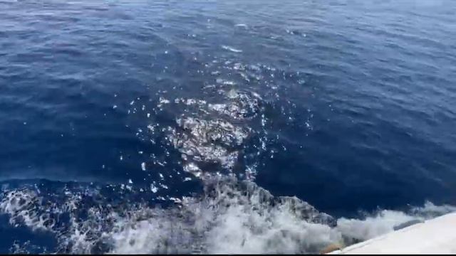 Морская прогулка в Шарм-эль-шейхе/ Рас Мохаммед