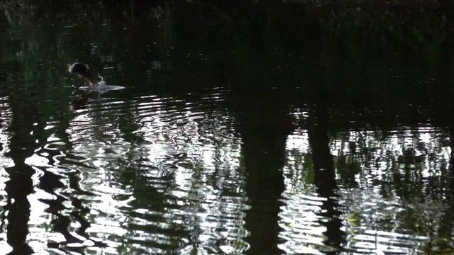 Ритмы нахлыста: Охота | Fly fishing rhythms смотреть онлайн