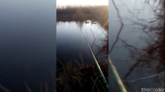 Много плотвы и карпик с карасиком ))